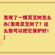 发现了一棵灵芝树怎么办(发现灵芝树了？这么做可以把它保护好！)