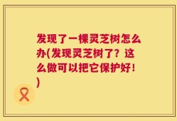 发现了一棵灵芝树怎么办(发现灵芝树了？这么做可以把它保护好！)