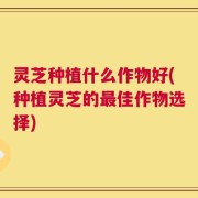 灵芝种植什么作物好(种植灵芝的最佳作物选择)