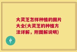 大灵芝怎样种植的图片大全(大灵芝的种植方法详解，附图解说明)