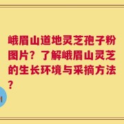 峨眉山道地灵芝孢子粉图片？了解峨眉山灵芝的生长环境与采摘方法？