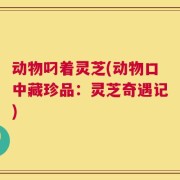 动物叼着灵芝(动物口中藏珍品：灵芝奇遇记)