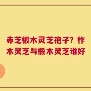 赤芝椴木灵芝孢子？柞木灵芝与椴木灵芝谁好