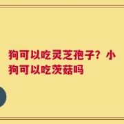 狗可以吃灵芝孢子？小狗可以吃茨菇吗