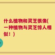 什么植物和灵芝很像(一种植物与灵芝惊人相似！)