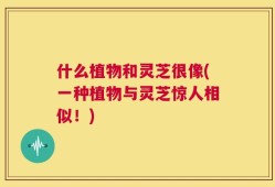 什么植物和灵芝很像(一种植物与灵芝惊人相似！)
