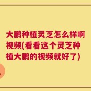 大鹏种植灵芝怎么样啊视频(看看这个灵芝种植大鹏的视频就好了)
