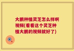 大鹏种植灵芝怎么样啊视频(看看这个灵芝种植大鹏的视频就好了)