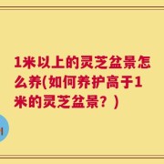 1米以上的灵芝盆景怎么养(如何养护高于1米的灵芝盆景？)