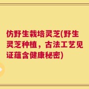 仿野生栽培灵芝(野生灵芝种植，古法工艺见证蕴含健康秘密)