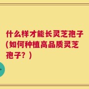 什么样才能长灵芝孢子(如何种植高品质灵芝孢子？)