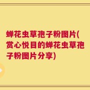 蝉花虫草孢子粉图片(赏心悦目的蝉花虫草孢子粉图片分享)