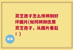 灵芝孢子怎么样辨别好坏图片(如何辨别优质灵芝孢子，从图片看起！)