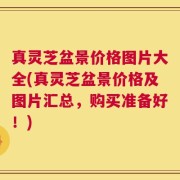 真灵芝盆景价格图片大全(真灵芝盆景价格及图片汇总，购买准备好！)