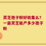 灵芝孢子粉好收集么？一亩灵芝能产多少孢子粉