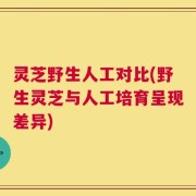 灵芝野生人工对比(野生灵芝与人工培育呈现差异)
