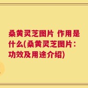 桑黄灵芝图片 作用是什么(桑黄灵芝图片：功效及用途介绍)