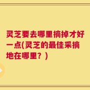 灵芝要去哪里摘掉才好一点(灵芝的最佳采摘地在哪里？)