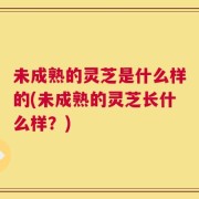 未成熟的灵芝是什么样的(未成熟的灵芝长什么样？)
