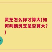 灵芝怎么样才算大(如何判断灵芝是否算大？)