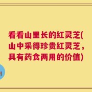 看看山里长的红灵芝(山中采得珍贵红灵芝，具有药食两用的价值)