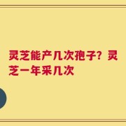 灵芝能产几次孢子？灵芝一年采几次