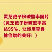 灵芝孢子粉破壁率图片(灵芝孢子粉破壁率高达95%，让你尽享身体倍增的美好！)