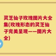 灵芝仙子玫瑰图片大全集(玫瑰形态的灵芝仙子完美呈现——图片大全)