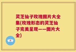 灵芝仙子玫瑰图片大全集(玫瑰形态的灵芝仙子完美呈现——图片大全)