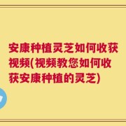 安康种植灵芝如何收获视频(视频教您如何收获安康种植的灵芝)