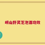 崂山野灵芝泡酒功效