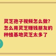 灵芝孢子视频怎么做？怎么用灵芝赚钱朋友的种植基地灵芝太多了