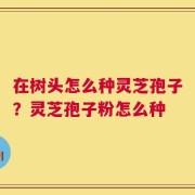 在树头怎么种灵芝孢子？灵芝孢子粉怎么种