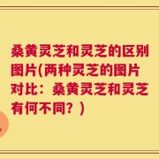 桑黄灵芝和灵芝的区别图片(两种灵芝的图片对比：桑黄灵芝和灵芝有何不同？)