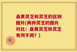 桑黄灵芝和灵芝的区别图片(两种灵芝的图片对比：桑黄灵芝和灵芝有何不同？)