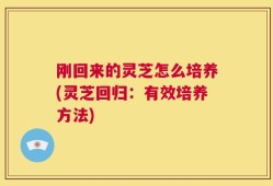 刚回来的灵芝怎么培养(灵芝回归：有效培养方法)