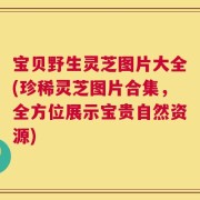 宝贝野生灵芝图片大全(珍稀灵芝图片合集，全方位展示宝贵自然资源)