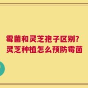 霉菌和灵芝孢子区别？灵芝种植怎么预防霉菌