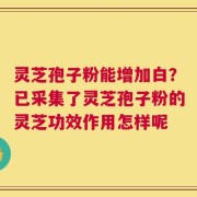 灵芝孢子粉能增加白？已采集了灵芝孢子粉的灵芝功效作用怎样呢