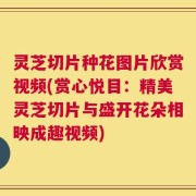 灵芝切片种花图片欣赏视频(赏心悦目：精美灵芝切片与盛开花朵相映成趣视频)