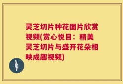 灵芝切片种花图片欣赏视频(赏心悦目：精美灵芝切片与盛开花朵相映成趣视频)