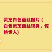 灵芝白色菌丝图片 (白色灵芝菌丝现身，惊艳世人)