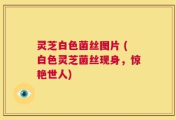 灵芝白色菌丝图片 (白色灵芝菌丝现身，惊艳世人)