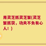 用灵芝抓灵芝蟹(灵芝蟹抓获，功夫不负有心人！)