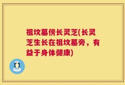 祖坟墓傍长灵芝(长灵芝生长在祖坟墓旁，有益于身体健康)