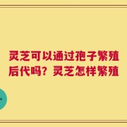 灵芝可以通过孢子繁殖后代吗？灵芝怎样繁殖