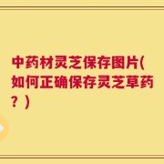 中药材灵芝保存图片(如何正确保存灵芝草药？)