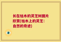 长在枯木的灵芝树图片欣赏(枯木上的灵芝：自然的奇迹)