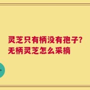 灵芝只有柄没有孢子？无柄灵芝怎么采摘