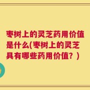 枣树上的灵芝药用价值是什么(枣树上的灵芝具有哪些药用价值？)